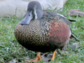 Australasian Shoveler